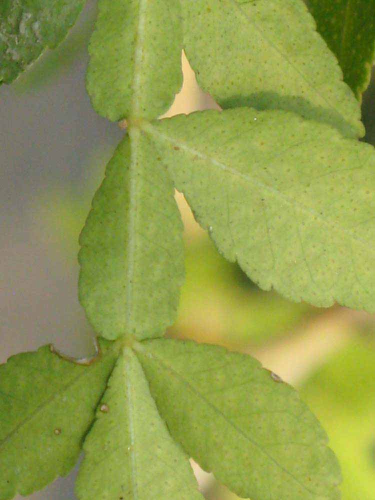              Rachis (Riverside, CA)       